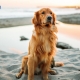 سگ گلدن رتریور