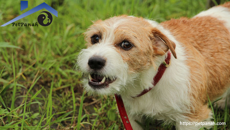 پرخاشگری سگ