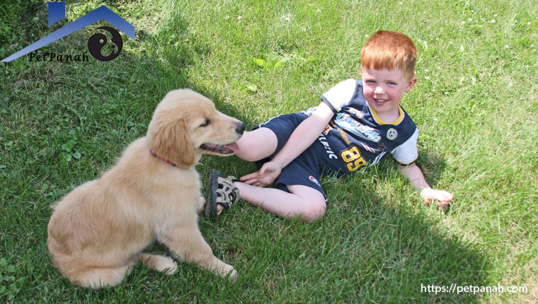 زبان بدن سگ ها