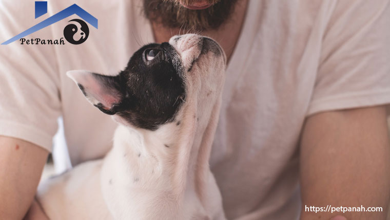 سرپرستی سگ ها