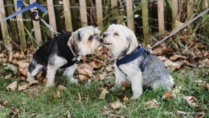 اجتماعی کردن سگ ها