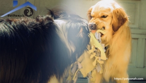 درک انواع مختلف پرخاشگری سگ