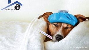 بیماری سگ - دیستمپر