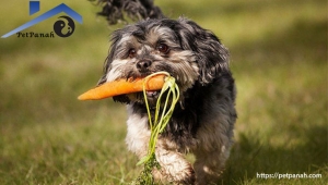 سبزیجاتی که سگ ها می توانند و نمی توانند بخورند