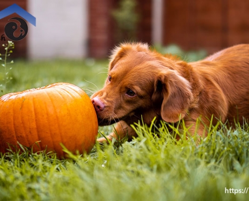 میوه هایی که سگ ها می توانند یا نمی توانند بخورند​