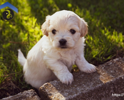 پرورش توله سگ