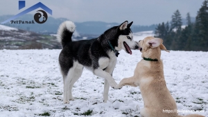 پرورش سگی که سگ های دیگر را دوست دارد