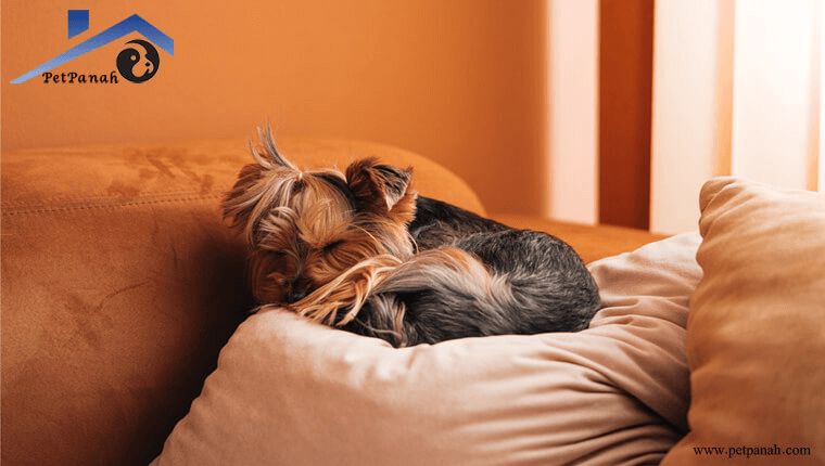 محل نگهداری سگ