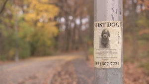 10 راه که مطمئن شوید سگتان را گم نمی کنید