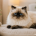 petpanah.com - هیمالین